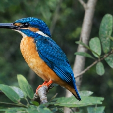 Paprastasis tulžys - Alcedo atthis | Fotografas Gintautas Steiblys