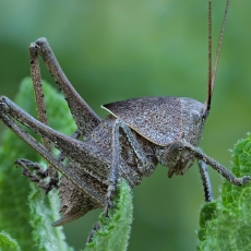 Žiogas - Drymadusa dorsalis, nimfa | Fotografas Gintautas Steiblys