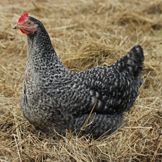 Naminė višta - Gallus gallus var. domesticus ♀ | Fotografas Gintautas Steiblys