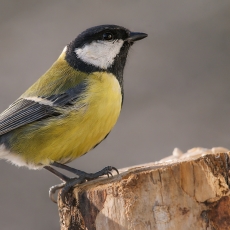 Didžioji zylė - Parus major | Fotografas Gintautas Steiblys
