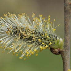 Paprastoji blindė - Salix caprea | Fotografas Gintautas Steiblys