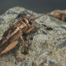 Naminis svirplys - Acheta domesticus ♂ | Fotografas Gintautas Steiblys