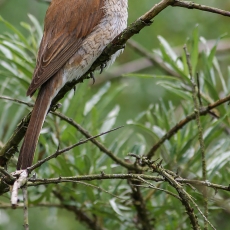 Paprastoji medšarkė - Lanius collurio ♀ | Fotografas Gintautas Steiblys
