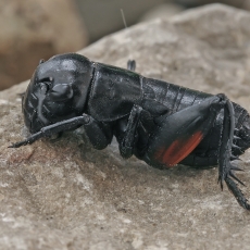 Dirvoninis svirplys - Gryllus campestris, nimfa ♂ | Fotografas Gintautas Steiblys