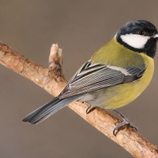 Didžioji zylė - Parus major | Fotografas Gintautas Steiblys