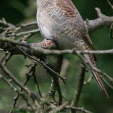 Paprastoji medšarkė - Lanius collurio, juv. | Fotografas Gintautas Steiblys