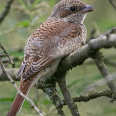 Paprastoji medšarkė - Lanius collurio, juv. | Fotografas Gintautas Steiblys
