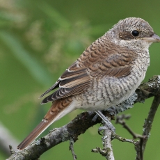 Paprastoji medšarkė - Lanius collurio, juv. | Fotografas Gintautas Steiblys