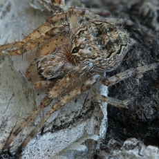 Rudasis vandenvoris - Larinioides ixobolus | Fotografas Gintautas Steiblys