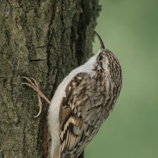 Eurazinis liputis - Certhia familiaris | Fotografas Gintautas Steiblys