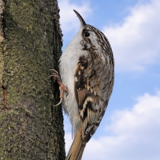 Eurazinis liputis - Certhia familiaris | Fotografas Gintautas Steiblys