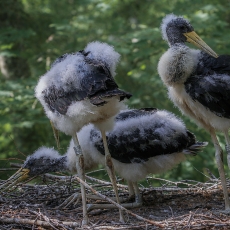 Juodieji gandrai - Ciconia nigra, juv. | Fotografas Gintautas Steiblys