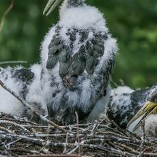 Juodasis gandras - Ciconia nigra, juv. | Fotografas Gintautas Steiblys