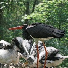 Juodasis gandras - Ciconia nigra | Fotografas Gintautas Steiblys