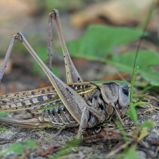 Margasis žiogas - Decticus verrucivorus ♀ | Fotografas Gintautas Steiblys