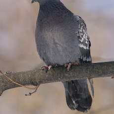 Naminis karvelis - Columba livia var. domestica | Fotografas Gintautas Steiblys