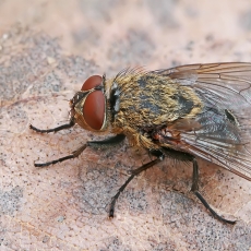 Pilkoji lavonmusė - Pollenia sp. | Fotografas Gintautas Steiblys