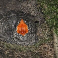 Paprastoji gegutė - Cuculus canorus, juv. | Fotografas Gintautas Steiblys