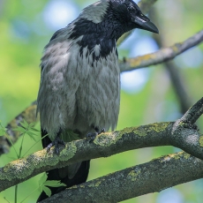 Pilkoji varna - Corvus cornix | Fotografas Gintautas Steiblys