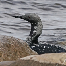 Juodakaklis naras - Gavia arctica | Fotografas Gintautas Steiblys