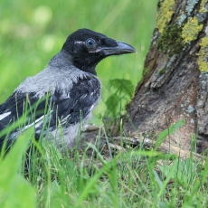 Pilkoji varna - Corvus cornix, juv. | Fotografas Gintautas Steiblys