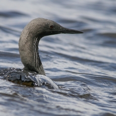 Juodakaklis naras - Gavia arctica | Fotografas Gintautas Steiblys