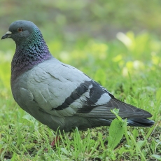 Naminis karvelis - Columba livia var. domestica | Fotografas Gintautas Steiblys