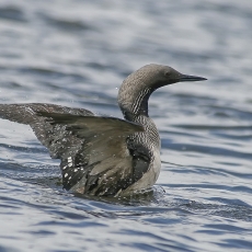 Juodakaklis naras - Gavia arctica | Fotografas Gintautas Steiblys
