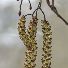 Baltalksnis - Alnus incana, vyriški žirginiai | Fotografas Gintautas Steiblys