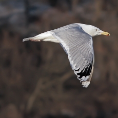 Sidabrinis kiras - Larus argentatus | Fotografas Gintautas Steiblys