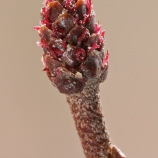 Baltalksnis - Alnus incana, moteriškas žiedas | Fotografas Gintautas Steiblys