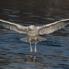 Sidabrinis kiras - Larus argentatus | Fotografas Gintautas Steiblys