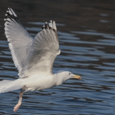 Sidabrinis kiras - Larus argentatus | Fotografas Gintautas Steiblys