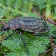 Raudonšlaunis puošniažygis - Carabus cancellatus | Fotografas Gintautas Steiblys