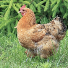 Naminė višta - Gallus gallus var. domesticus ♀ | Fotografas Gintautas Steiblys