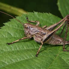 Keršasis žiogas - Pholidoptera griseoaptera  ♀ | Fotografas Gintautas Steiblys