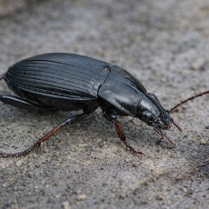 Pasėlinis šukažygis - Calathus fuscipes | Fotografas Gintautas Steiblys