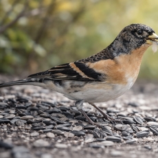 Šiaurinis kikilis - Fringilla montifringilla | Fotografas Gintautas Steiblys