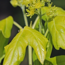 Trakinis klevas - Acer campestre | Fotografas Gintautas Steiblys