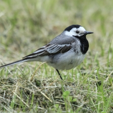 Baltoji kielė - Motacilla alba | Fotografas Gintautas Steiblys