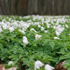 Baltažiedės plukės - Anemonoides nemorosa | Fotografas Gintautas Steiblys