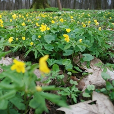 Geltonžiedė plukė - Anemonoides ranunculoides | Fotografas Gintautas Steiblys