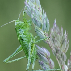 Žaliasis žiogas - Tettigonia viridissima, nimfa ♀ | Fotografas Gintautas Steiblys