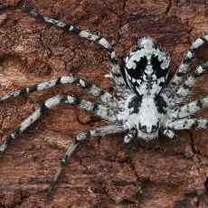Kamieninis vikrūnas - Philodromus margaritatus | Fotografas Gintautas Steiblys
