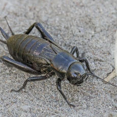 Dvidėmis svirplys - Gryllus bimaculatus, nimfa ♀ | Fotografas Gintautas Steiblys