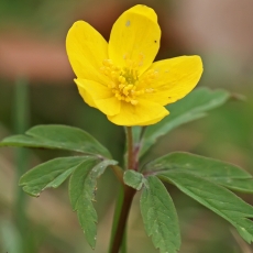 Geltonžiedė plukė - Anemonoides ranunculoides | Fotografas Gintautas Steiblys