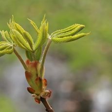 Paprastasis kaštonas - Aesculus hippocastanum | Fotografas Gintautas Steiblys