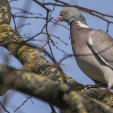 Paprastasis keršulis - Columba palumbus | Fotografas Gintautas Steiblys