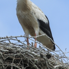 Baltasis gandras - Ciconia ciconia, juv. | Fotografas Gintautas Steiblys