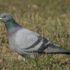 Naminis karvelis - Columba livia var. domestica | Fotografas Gintautas Steiblys
